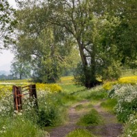 Springtime on the Drove