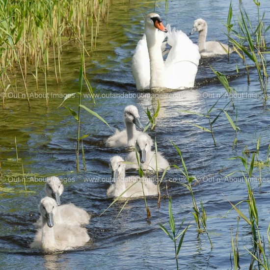 A ride for a tired Cygnet! Greeting card D1-114 (9332)