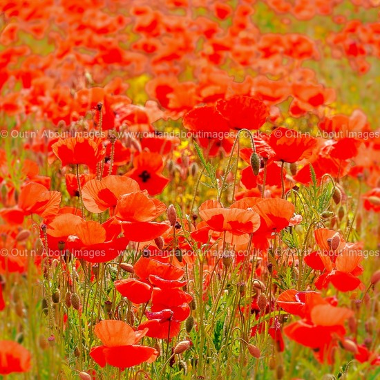 A Sea of Red Greeting card D1-105 (9240)