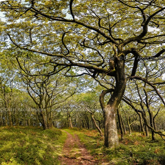 A Walk to the Woods Greeting card D1-117 (9363)