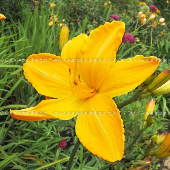 American Daylily Greeting card D3-018 (9936)