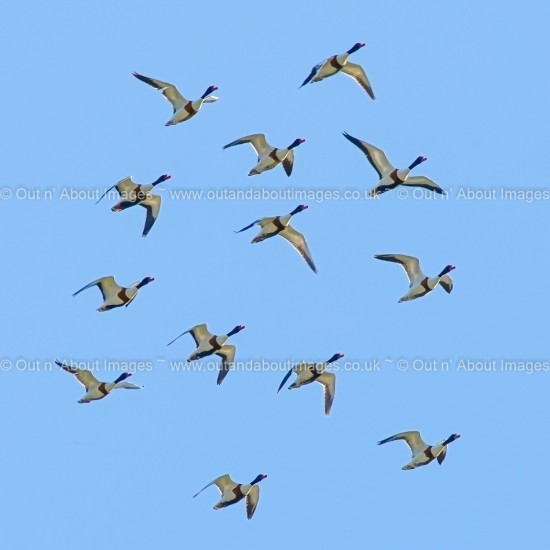 Arrival of the Shelducks Greeting card D1-046 (8656)