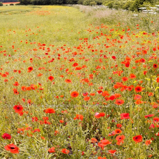 Bank of Summer Poppies Greeting card D1-018 (8373)