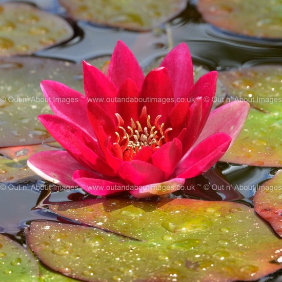 Beauty in the Lily Pad Greeting card D3-011 (9868)
