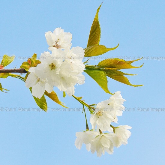Blue and White Elegance Greeting card D1-006 (8250)