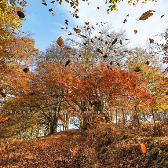 Blustery Day through the Beech Trees Greeting card D1-016 (8359)