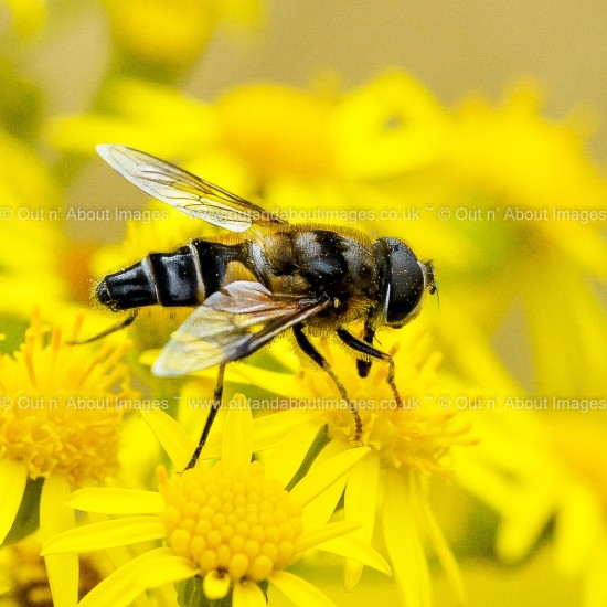 Busy Bee Greeting card D3-004 (9790)