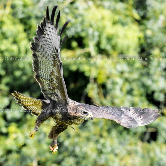 Buzzard Greeting card D1-027 (8465)