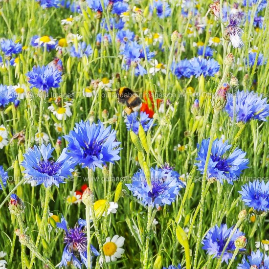 Cleared for take-off Greeting card D2-019 (9721)
