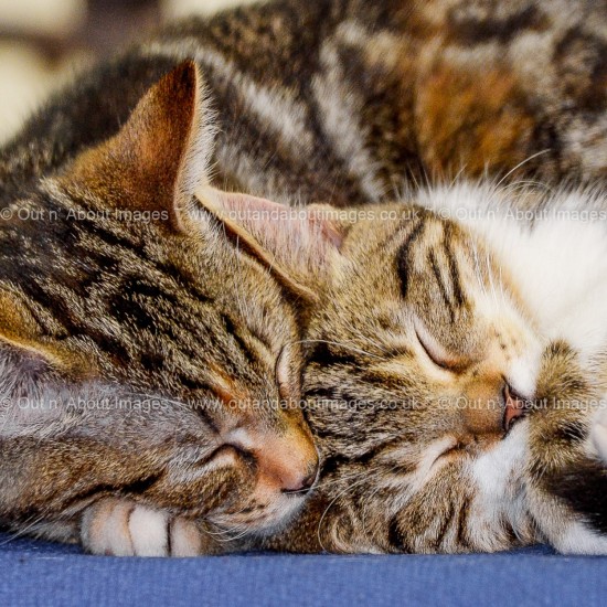 Comfort Together Greeting card D1-056 (8755)