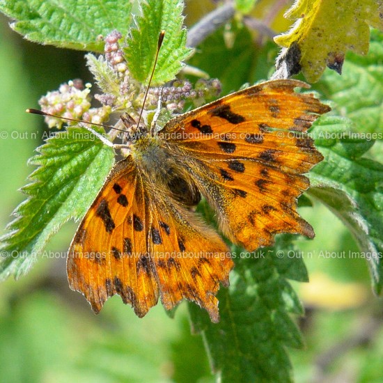 Comma Butterfly Greeting card D1-123 (9424)