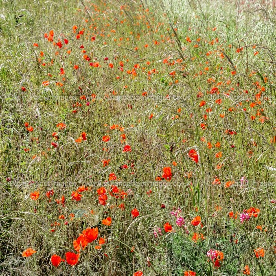 Wild Grass and Poppy Field Greeting card D1-102 (9219)