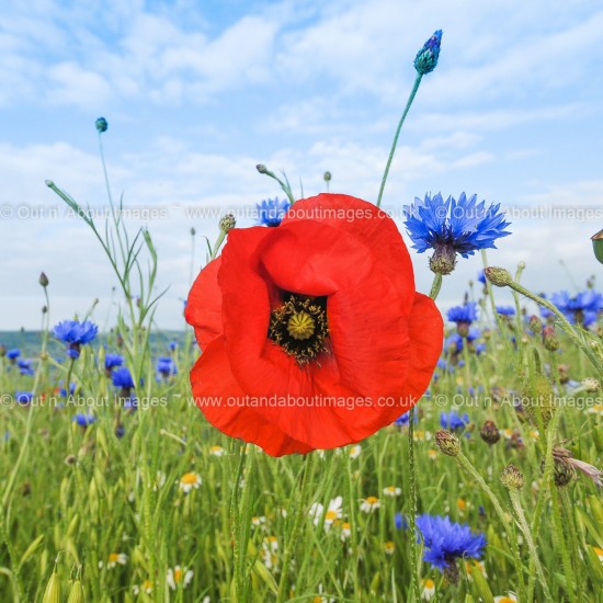 Cornflower and Poppy Greeting card D2-015 (9684)