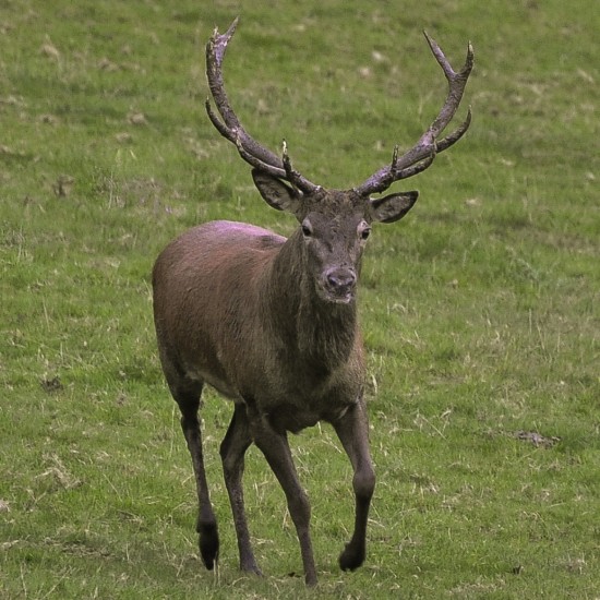  Greeting Card + Magnet Duo - 'Charge!' Red deer charging - D-001