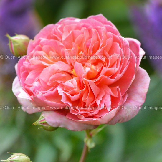 Double Delight Greeting card D3-015 (9905)