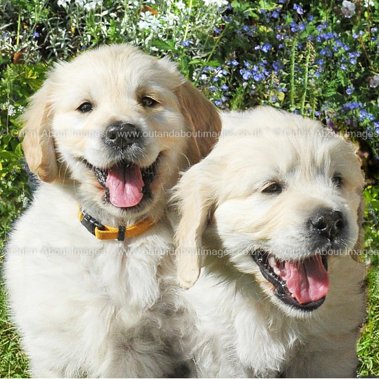 Double Trouble! Greeting card D1-116 (9356)