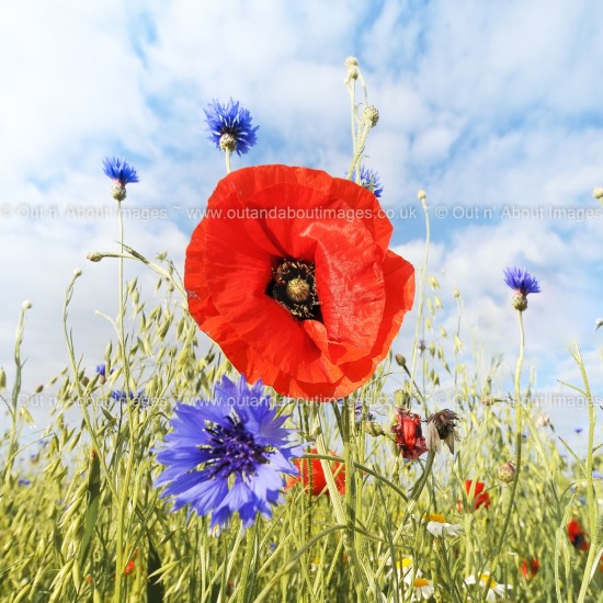 Dreaming! Greeting card D2-021 (9745)