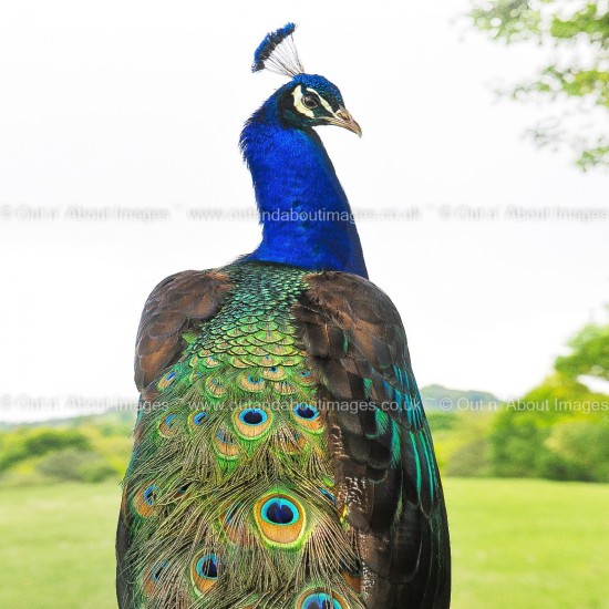 Dressed for the Ball Greeting card D1-011 (8304)