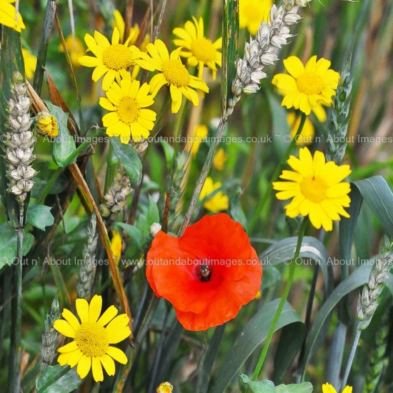 Flowers of the Meadow Greeting card D1-084 (9035)