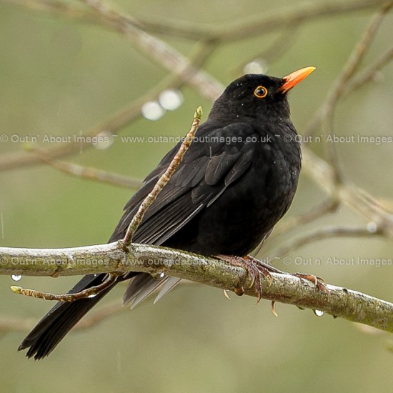 Garden Black Bird Greeting card D1-053 (8724)
