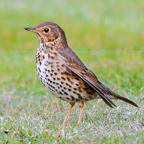 Garden Thrush Greeting card D1-045 (8649)