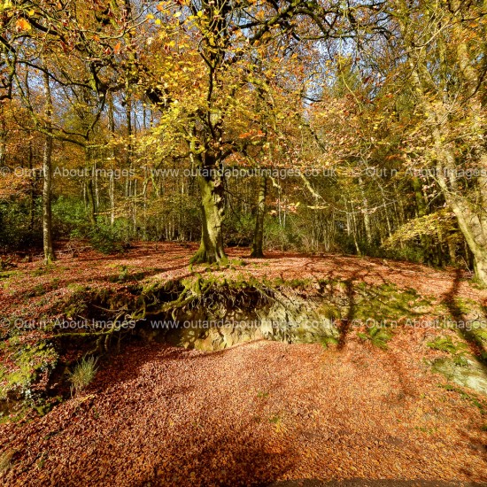 Glorious Quantock Woods Greeting card D1-089 (9080)