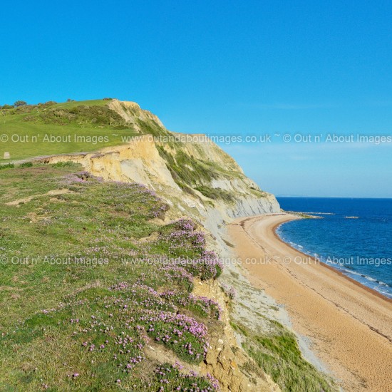 Gold Cap on the Jurasic Coast Greeting card D1-078 (8977)
