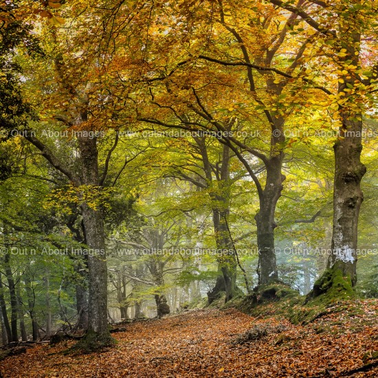 Golden Walkway Greeting card D1-118 (9370)