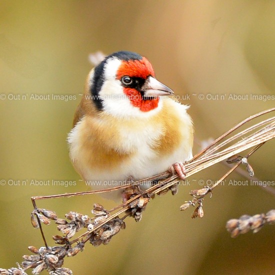 Goldfinch in the Lavender Greeting card D1-130 (9493)