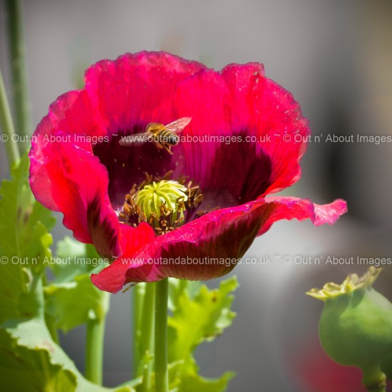 Great Scarlet Poppy Greeting card D3-012 (9875)