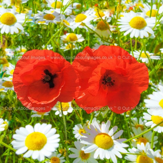 Guests among the Daisies Greeting card D1-103 (9226)