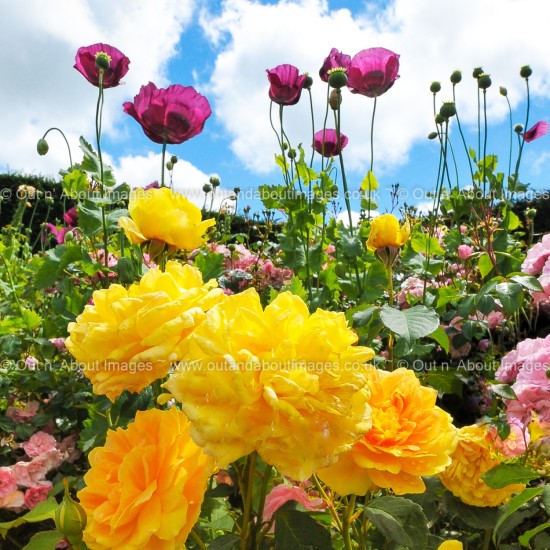 High Summer! Greeting card D3-020 (9950)