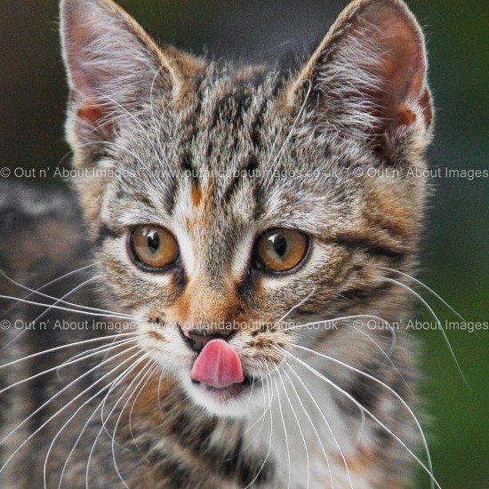I can touch my nose! Greeting card D1-057 (8762)