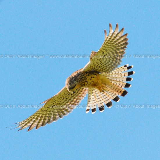 I spy from on high .... Greeting card D3-006 (9813)