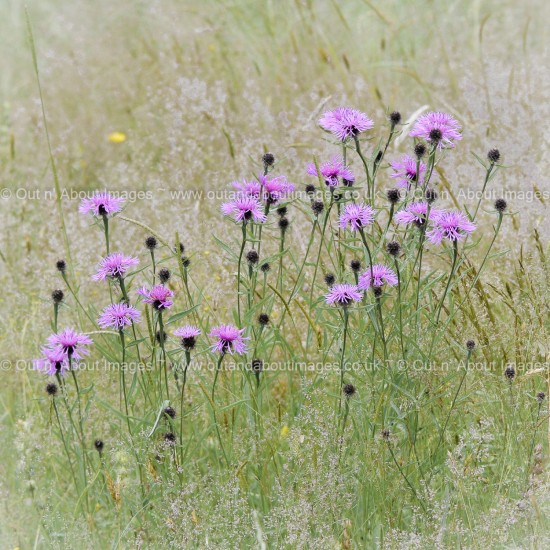 In the Meadow Greeting card D3-014 (9899)