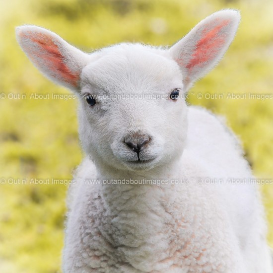 Innocence Greeting card D1-058 (8779)