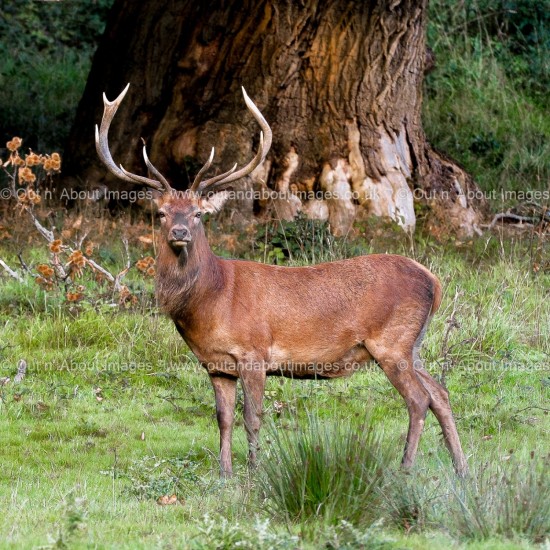 Majestic Wild Red Deer Stag Greeting card D1-039 (8588)