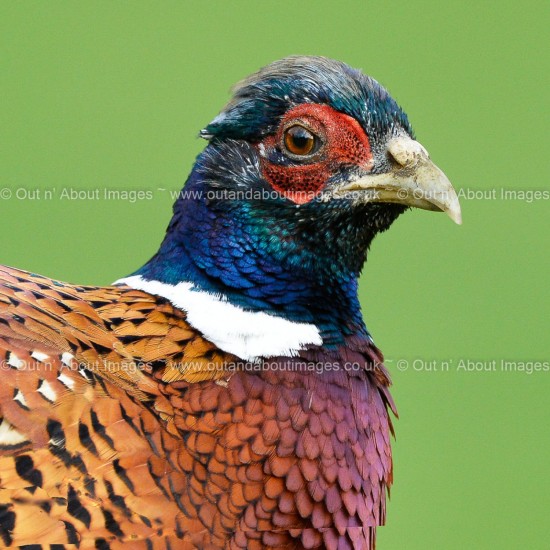 Male Phesant Greeting card D1-047 (8663)