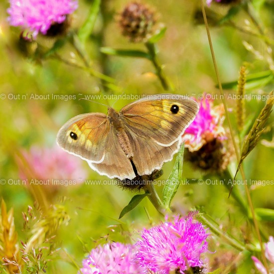 Meadow Brown Butterfly Greeting card D3-010 (9851)
