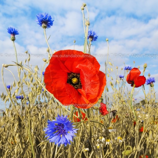 Meadow Friends Greeting card D2-016 (9691)