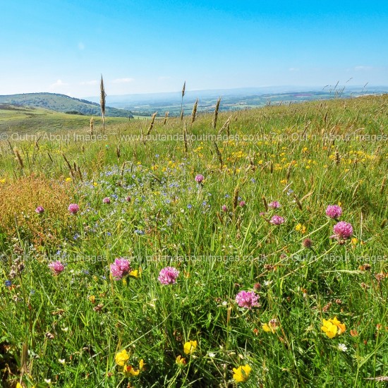 Meadowland on the Quantocks Greeting card D1-079 (8984)