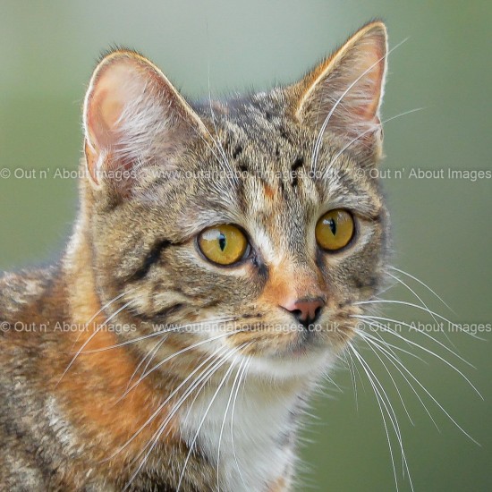 My Beautiful Kitten Greeting card D1-119 (9387)