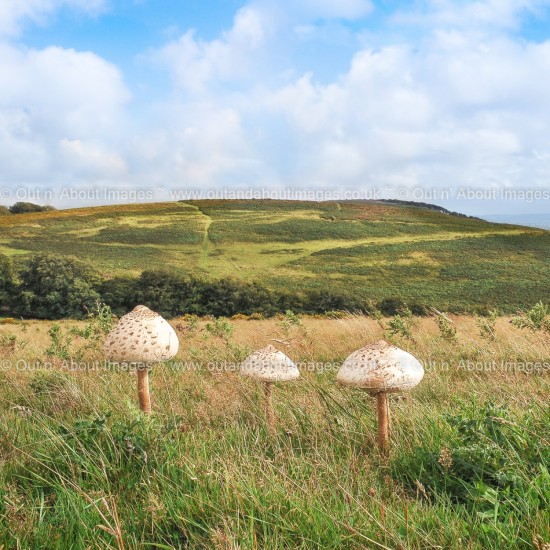 Mystical Mushrooms Greeting card D1-082 (9011)