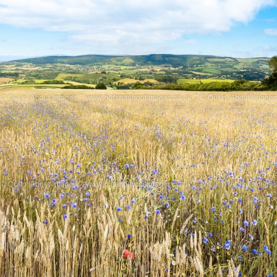 Blue Haze over The Quantocks Greeting card D1-083 (9028)