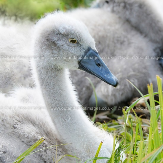 New Life on the Drove Greeting card D1-132 (9516)