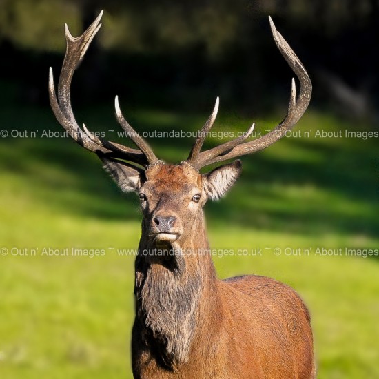 Noble Wild Red Deer Greeting card D1-091 (9103)