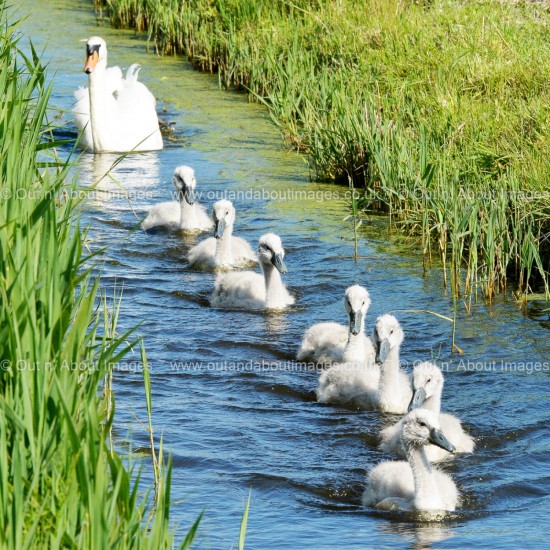 On Parade! Greeting card D1-134 (9530)