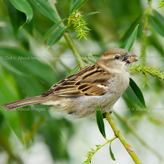 Our little Native Sparrow Greeting card D1-017 (8366)
