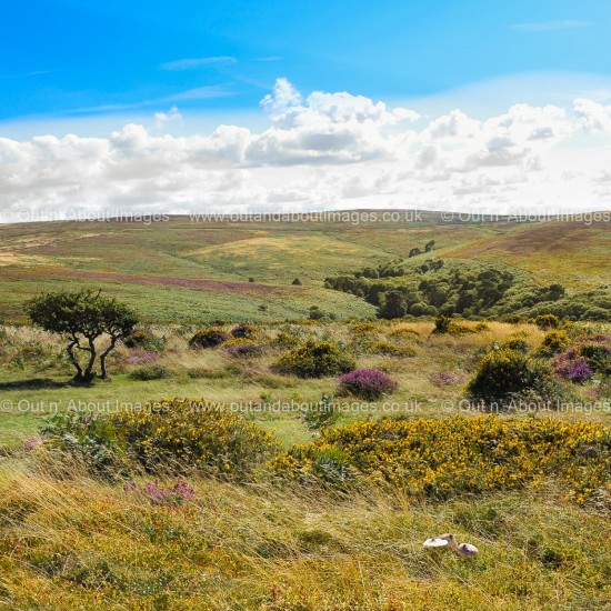 Over the Hills and far away .... Greeting card D1-087 (9066)