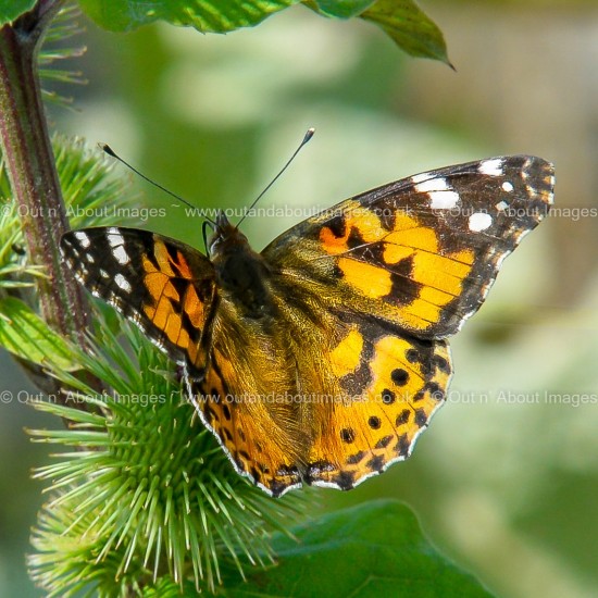Painted Lady Butterfly Greeting card D1-124 (9431)